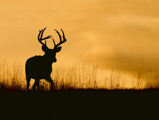Whitetail buck silhouette against a colorful sky just after sunset
