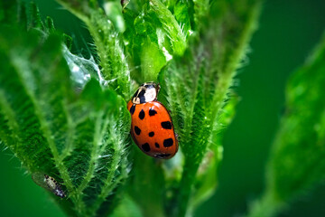Fototapeta premium Asiatischer Marienkäfer ( Harmonia axyridis ).