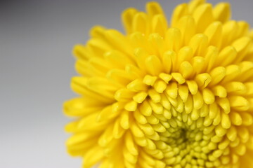 Beautiful yellow chrysanthemum on a grey background. Autumn mums flower petals.