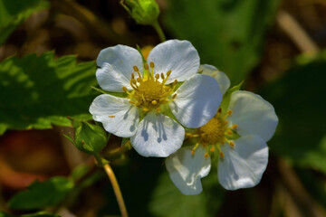 Flowering easy clubs