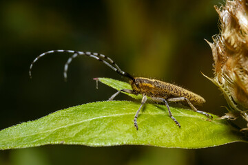 Agapanthia villosoviridescens, also known as the golden-bloomed grey longhorn beetle. Place for text.