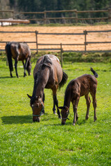 Brown mare and her foal are eating grass in the meadow