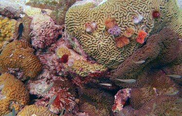 coral formation on a sandy ocean bottom with many tiny fish around it