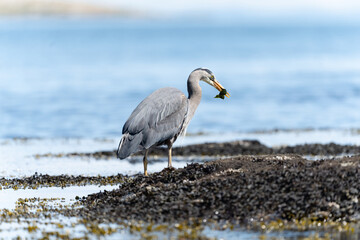 Great Blue Heron Eating Eel