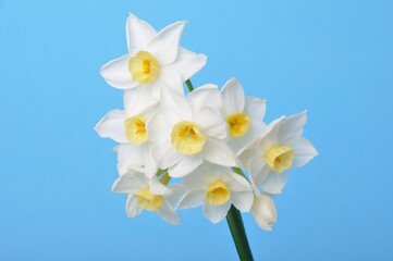 Obraz premium Yellow and white daffodils on blue background