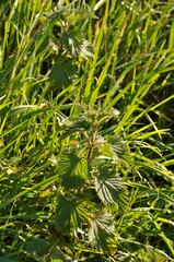 Nettles in the grass of a path