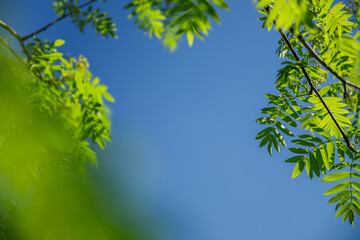 frame of green leaves of rowan on the background of the sky