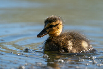 A cute mallard duckling swimming on the lake
