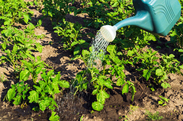 Watering potato seedlings before flowering in the evening in the garden. Plantation care for a good...