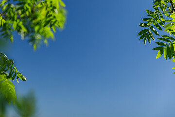 frame of green leaves of rowan on the background of the sky