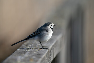 A White Wagtail is sitting on a wooden railing