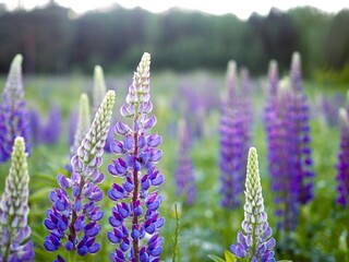 Summer wild flowers lupine in meadow at sunset sunrise. Purple flowers lupinus, lupin, lupine. Summer flower background
