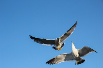 Obraz premium 갈매기