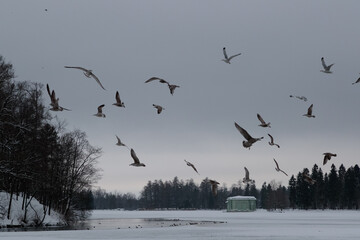 flock of birds in the sky in the evening