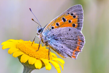butterfly on yellow flower, bronze argon,
