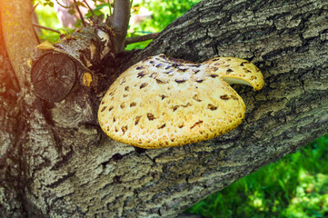 Tinder fungus on tree that harms the plant but is used in folk medicine. Grows on a walnut tree