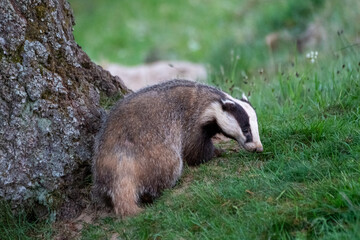 Badger next to a tree in the woodlands 
