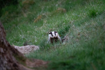 Badger sticking its head out of the grass (very cute)