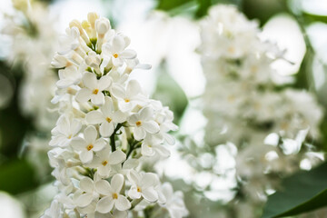 Branches of blooming white lilac flowers, macro, high key.  Floral background.