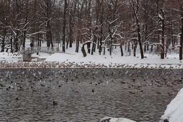 ducks in the water in the winter season in the evening