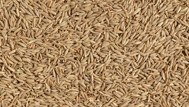 Surface covered with cumin seeds as a backdrop texture composition