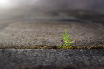 The concept. Striving for growth and development