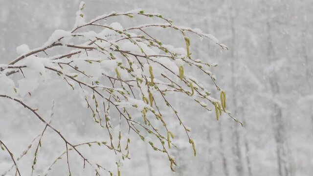 Branches of birch tree with young foliage during snowfall in spring, abnormal weather, natural disasters, climate change.