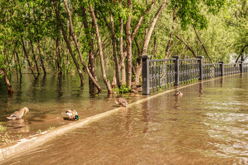 Flood. Flooding in the city, city park, Wild ducks on blooded embankment of the rive