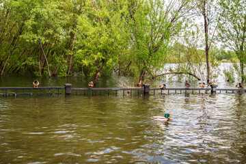 Flooding, flood  in the city, city park, Wild ducks on flooded embankment of the river