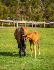 Brown mare eats grass while foal stands behind her