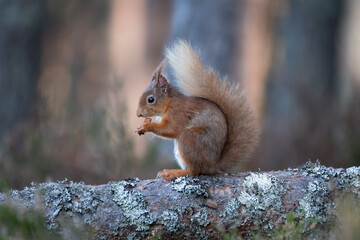 Naklejka na ściany i meble Red Squirrel in the British Woodland 