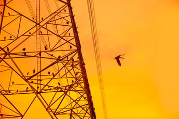 The structure of the high voltage pole and the bird