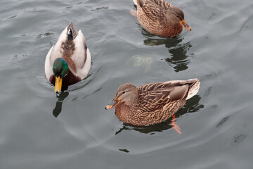 ducks in the water in the winter season in the evening