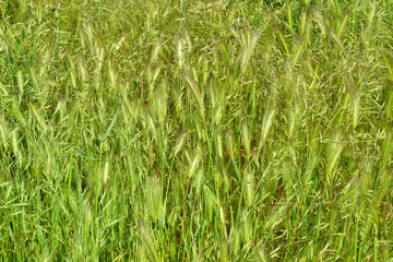 cereal ears of meadow grass on a green background