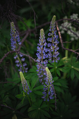 Wildflowers on the forest edge in sunlight and shadows. Natural background of lush green foliage with bokeh effect. Spring bloom, summer, warm season, beautiful nature concept.