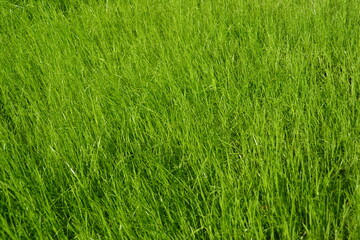 Beautiful green grass. Green background. Beautiful wallpaper.