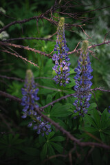 Wildflowers on the forest edge in sunlight and shadows. Natural background of lush green foliage with bokeh effect. Spring bloom, summer, warm season, beautiful nature concept.