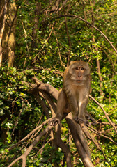 Monkey sitting on a tree branch