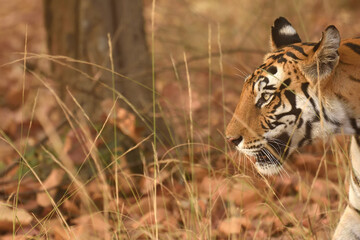 Side view portrait of Royal bengal tiger at Bandhavgarh national park