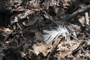 white bird feather on brown last year foliage