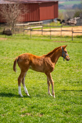 Brown foal with white legs stand in the meadow 