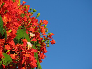 Beautiful branch of red flowers Flame tree (Delonix regia) against the blue sky in June in Israel close-up. The photo can be used as a banner for advertising. There is room for text.