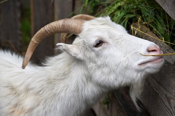 Fototapeta premium goat on the farm