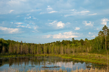 Beautiful natural wilderness scene in spring in northern Minnesota. This is a large tree lined pond with early lily pads in evening light, and partly cloudy blue sky reflected in the calm water.