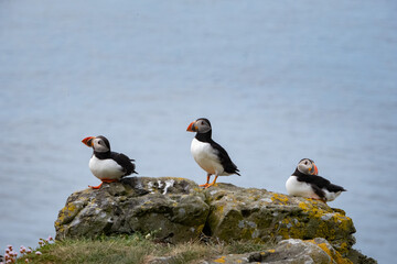 Puffins on a cliff edge 