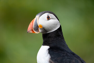 Naklejka premium Close up of a Puffins face 