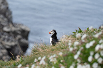Close up of puffin with blue background 