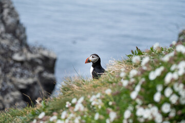 Close up of puffin with blue background 