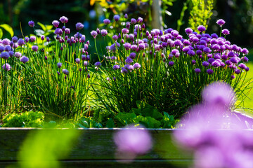 Blooming chives flowers in the garden. - obrazy, fototapety, plakaty
