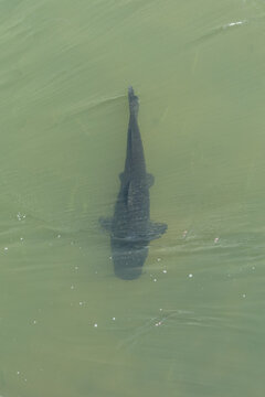 Black carp fish underwater in a river